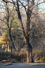 Garden trees illuminated by the rays of the sun