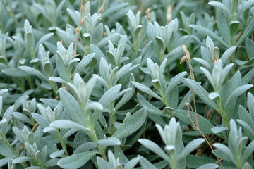 Velvet hairy green Stachys byzantina leaves. Herb Lambs Ear. A Beautiful Perennial Herbaceous Plant With Velvet Leaves Close Up. Flower beds in the park in summer.