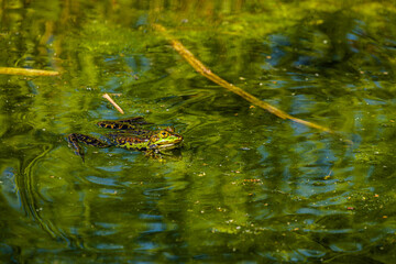 Pond frog in the water