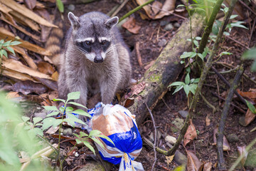 Wild raccoon in a national park eating bread packed in a plastic bag, The concept of protecting nature and harming animals by feeding them human food © Rochu_2008