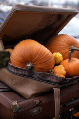 Composition of the small pumpkins and zucchinis on a vintage door Halloween pumpkins