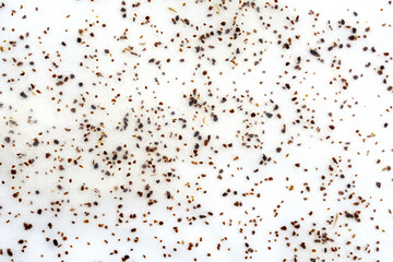 Obraz na płótnie Canvas Body scrub with apricot pits background. Scrub for you with bone particles top view. Scrub on a white background. Beauty concept