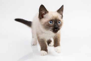 siam kitten standing on a white table