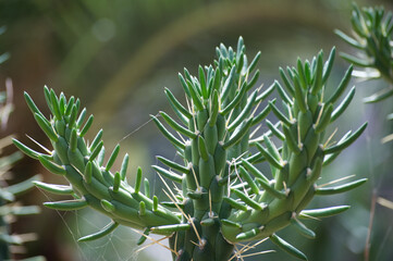 cactus con telaraña