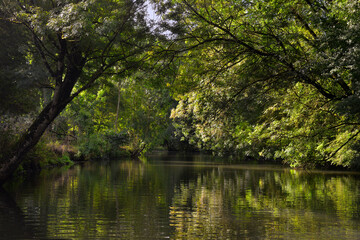 Arche végétale naturelle sur les eaux du Marais-Poitevin bordée d'arbres, département de la Vendée en région Pays de la Loire, France