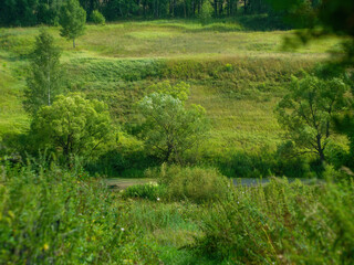 Fototapeta na wymiar tree-covered bank of a small river