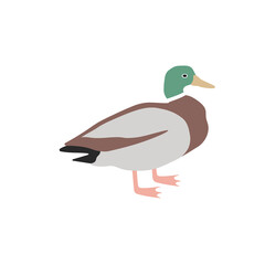Duck bird. Vector color hand drawn illustration isolated on white background.