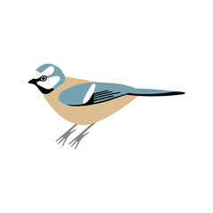 Blue Tit city bird. Vector color hand drawn illustration isolated on white background.