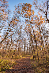 Autumn forest footpath at sunny day