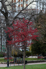 A lonely tree with red, small fruits. A lonely tree with a lot of decorative apples, red in color.