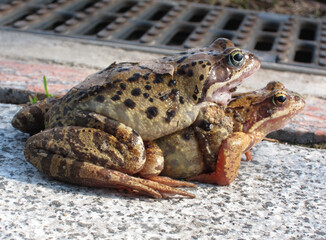 Two frogs mate in spring on a stone background. Wild Nature sketch