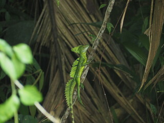 wild iguana in the forest of costa rica