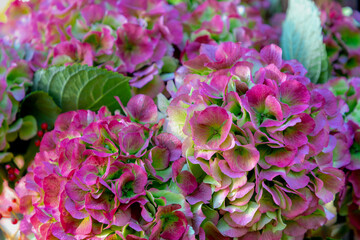 Selective focus of multicolour Hortensia or Hortensia or French Hydrangea macrophylla, Flowering plant in the family of Hydrangeaceae, Colourful ornamental flower, Natural floral pattern background.