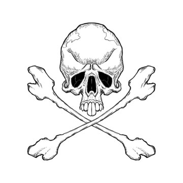 Skull and crossbones. Vector graphic illustration on white background.
