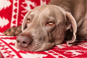 Sleeping dog in bed. A very sleepy weimaraner dog lays on a fleece blanket on top of a couch. Dog's eyes. Rest after the hunt. - obrazy, fototapety, plakaty