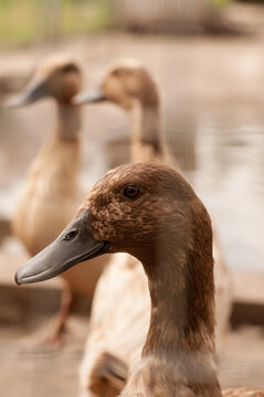 Brown Duck In Profile Close-up