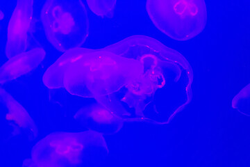 Aurelia jellyfish in blue water, blurred image, no focus