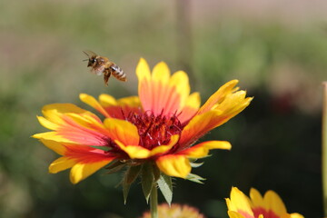 bee on flower