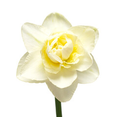 White daffodil flower isolated on white background. Flat lay, top view