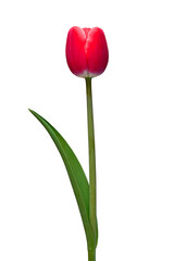 Pink tulip flower isolated on white background. Beautiful composition for advertising and packaging design in the garden business