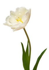 Naklejka na ściany i meble White tulip flower isolated on white background. Beautiful composition for advertising and packaging design in the garden business. Flat lay, top view