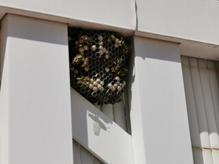A wasp is sitting on a wasp house. wasp socket on the wall