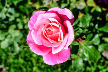 Close up on one delicate fresh vivid pink magenta rose and green leaves in a garden in a sunny summer day, beautiful outdoor floral background photographed with soft focus.
