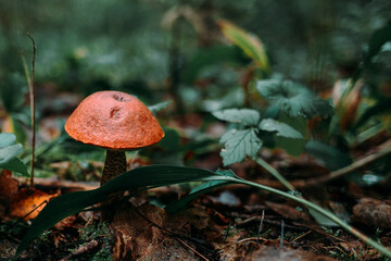 Mushroom. Red. Boletus. Edible mushroom.