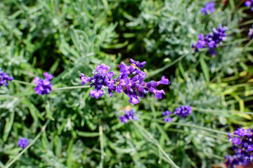 Naklejka premium Many small blue lavender flowers in a garden in a sunny summer day photographed with selective focus, beautiful outdoor floral background.