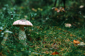Albino. Boletus. Rare mushroom. A rare boletus. Edible mushroom.