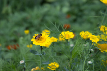 A fly sitting among the yellow flowers in the garden