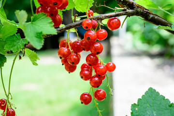 Fresh organic grown ripe red currant or cassis fruits on a plant in a garden in a sunny summer day, beautiful monochrome background of healthy food.