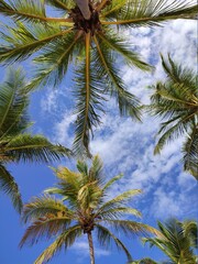 Fototapeta na wymiar Palmen Himmel Wolken Blau