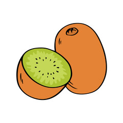 Fresh kiwi on white background. Tropical sweet fruit. Healthy food and diet. Vector isolated outline illustration hand drawn