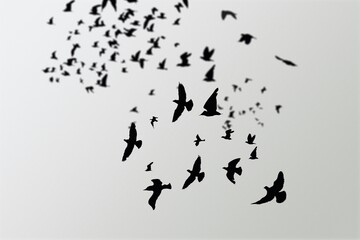 Fototapeta na wymiar flock of crows flying in the gray sky. Ravens in the dark sky.