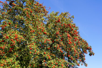 ripe berries of red mountain ash on a branches with green leaves