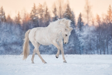 Beautiful white horse running gallop in the field in winter