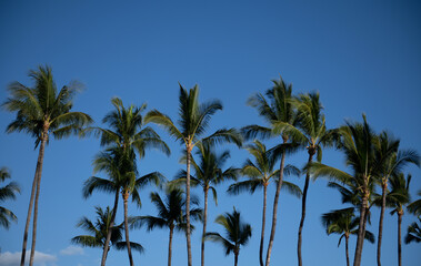 Coconut palm trees, beautiful tropical texture with sun light on sky abstract background. Palms tropic design.
