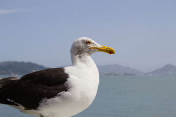 Seagull with the sea and mountains in the background