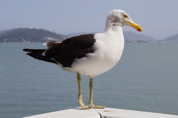Seagull with the sea and mountains in the background