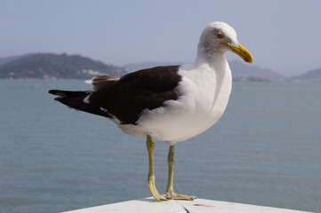 Seagull with the sea and mountains in the background