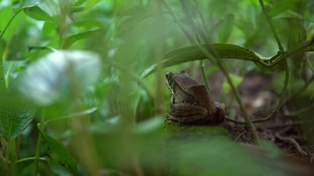 Closeup of adult frog rest on edge of pond with vegetable leaf. Asian Taipei Hyla Chinensis hidden among the green leaves. Chinese tree toad of Taiwan.-Dan