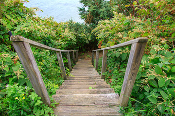 Stairs going through overgrown bushes in the woods