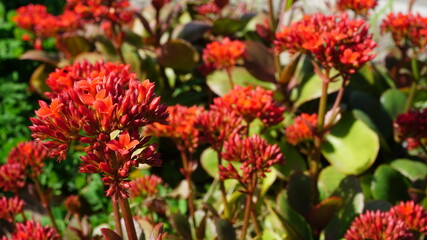 咲き乱れるカランコエ