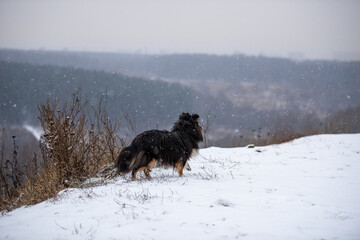 A tricolor Sheltie dog is walking along a hill in the snow against the background of thickets of dry grass and forest