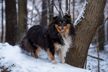 Tricolor Sheltie dog posing on the snow covered log in the forest