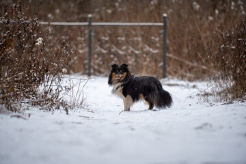 A tricolor Sheltie dog stands on a bridge in a snowfall on the background of a fence