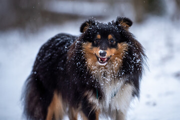 A tricolor Sheltie dog stands in a snowfall on a background of dry grass and gnaws a stick