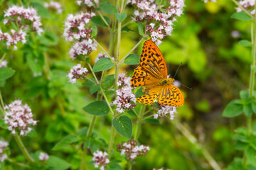 Silver-washed Fritillary butterfly (Argynnis paphia) with open wings sitting on white flower in Zurich, Switzerland