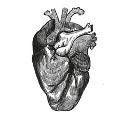 Drawn human heart black and white. Realism anatomy 